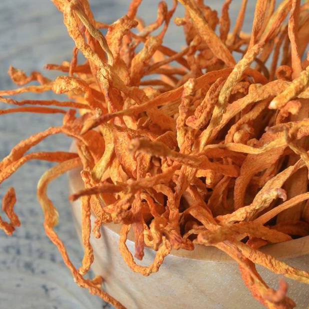 A Beginner's Guide to Cordyceps