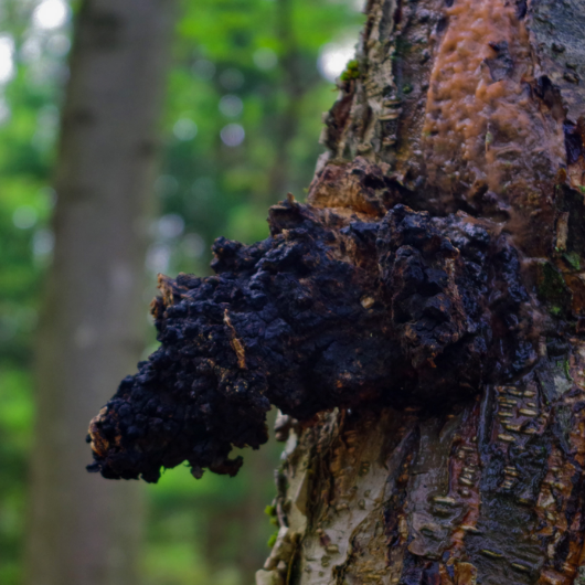 A Beginner's Guide to Chaga