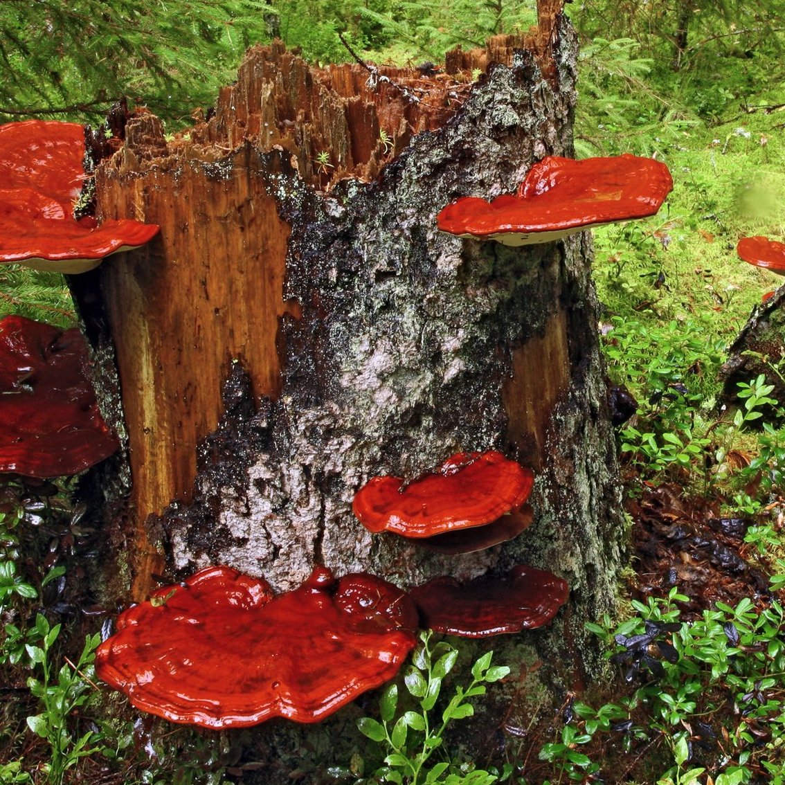 A Beginner's Guide to Reishi